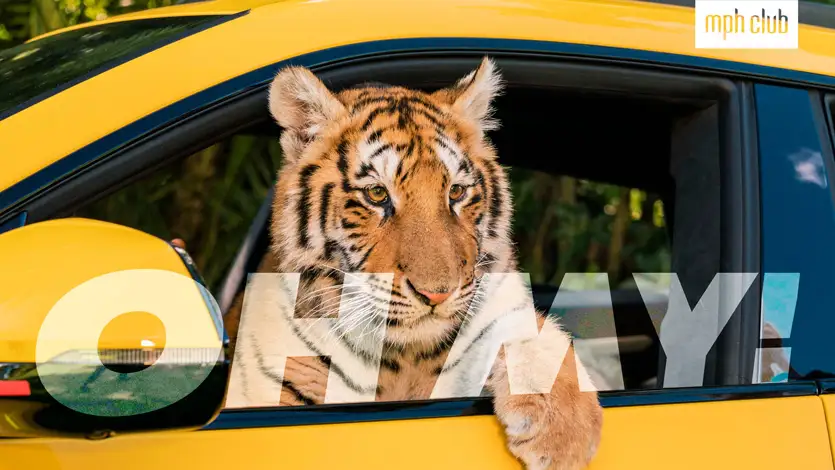 MYRTLE BEACH SAFARI THUMBNAIL FEATURE IMAGE